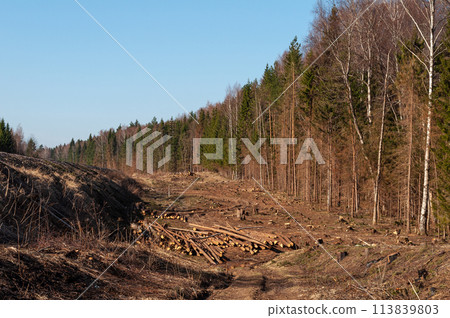 Deforested area, pile of fallen logs Deforested area, pile of fallen logs 113839803