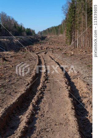 Dirt road along the forest edge, deforestation Dirt road along the forest edge, deforestation 113839805