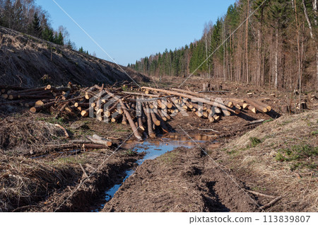 Deforestation, pile of logs and dirt road Deforestation, pile of logs and dirt road 113839807