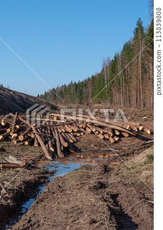 Deforested area with pile of logs, dirt road Deforested area with pile of logs, dirt road 113839808