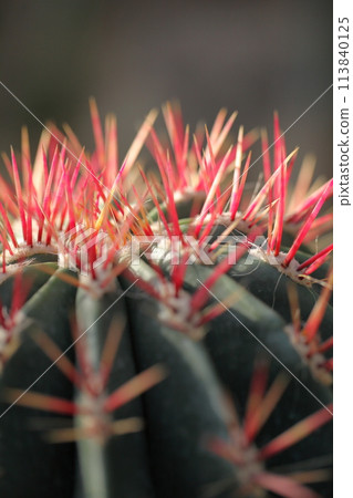 紅鳳凰刺仙人掌 113840125