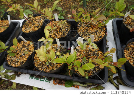 blueberry cuttings 113840134