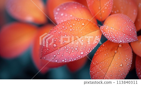 autumn leaves with dew close up 113840311
