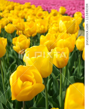 Tulip field Tulip field 113840394