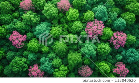 forest, green jungle, outdoor view 113840620