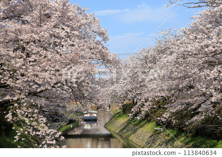 松川的櫻花景色(富山縣富山/4月) 松川的櫻花景色(富山縣富山/4月) 113840634