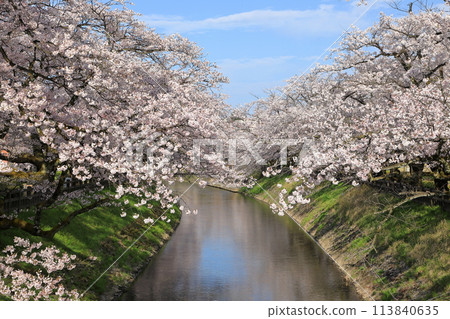 松川的櫻花景色(富山縣富山/4月) 松川的櫻花景色(富山縣富山/4月) 113840635