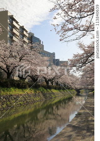 Cherry blossoms along the Matsukawa River (Toyama City, Toyama Prefecture / April) 113840639