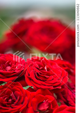 A close-up of a red rose flower [China Rose] shining in beautiful natural light (Hanaasobi) 113840662