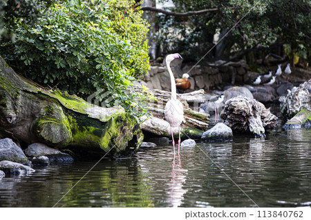 在神戶動物界的歐洲火烈鳥 113840762