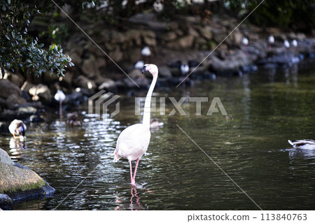 在神戶動物界的歐洲火烈鳥 在神戶動物界的歐洲火烈鳥 113840763
