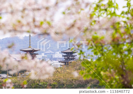 從西之京禦池看到的藥師寺風景,櫻花盛開 從西之京禦池看到的藥師寺風景,櫻花盛開 113840772