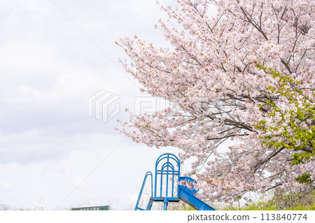 Nishinokyo, Nara: Cherry blossoms in full bloom and the top of the slide 113840774