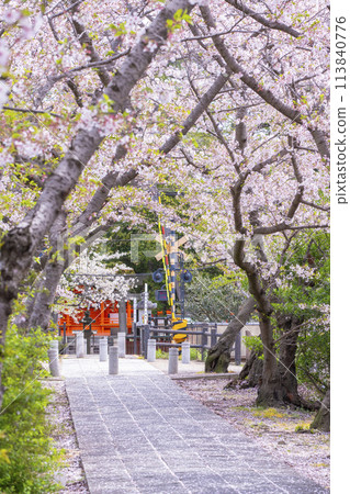 奈良:前往九日丘八幡宮(藥師寺八幡宮)的櫻花林蔭道 奈良:前往九日丘八幡宮(藥師寺八幡宮)的櫻花林蔭道 113840776
