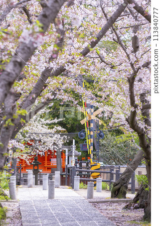奈良：前往九日丘八幡宮（藥師寺八幡宮）的櫻花林蔭道 113840777