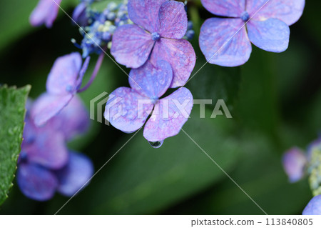 Hydrangea rainy season Hydrangea rainy season 113840805