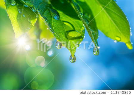 Fresh green leaves and drops shining in the sunlight 113840850