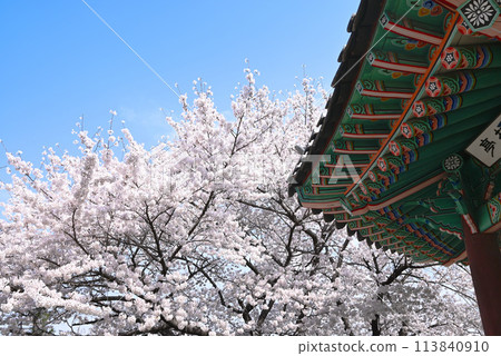 韓國傳統圖案屋頂和櫻花 113840910