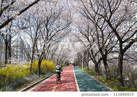 Cycling roads and promenades lined with cherry blossom trees [Seoul, Korea] 113840914