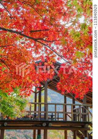 Autumn leaves of the Arashiyama Valley Autumn leaves of the Arashiyama Valley 113840929