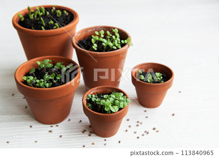Pots with various vegetables seedlings. Pots with various vegetables seedlings. 113840965