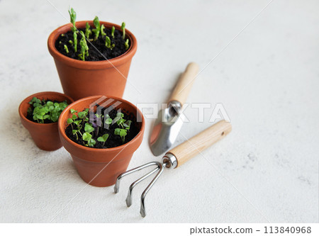 Pots with various vegetables seedlings. 113840968