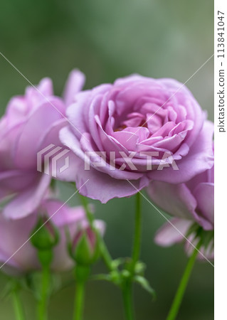 Rose flowers shining in beautiful natural light [Shinoburedo] Close-up photography (Hanaasobi) 113841047