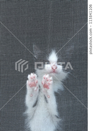 Cute little kitten with blue eyes behind a window protection net. Cute little kitten with blue eyes behind a window protection net. 113841106