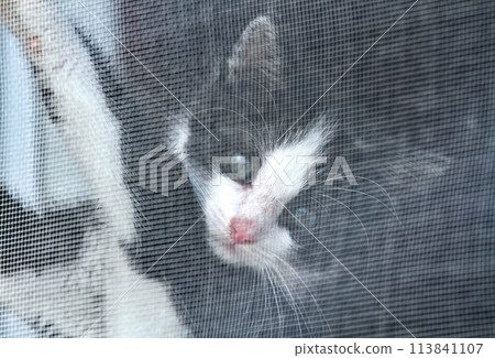 Cute little kitten with blue eyes behind a window protection net. 113841107