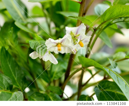 Flowering Pepino melon, lat. Solanum muricatum in the  garden. 113841108
