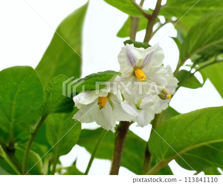 Flowering Pepino melon, lat. Solanum muricatum on white. Flowering Pepino melon, lat. Solanum muricatum on white. 113841110