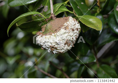 Camellia seeds, mochi disease 113841442
