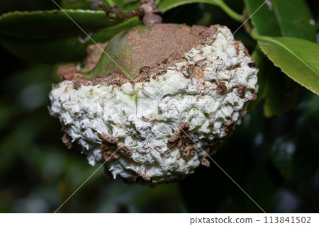 Camellia seeds, mochi disease Camellia seeds, mochi disease 113841502