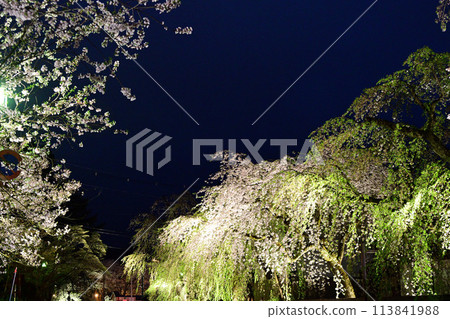 櫻花在角落裡的夜晚 113841988