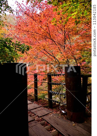 Flower ravine of autumnal leaves Flower ravine of autumnal leaves 113842185
