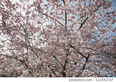 Pink cherry on sky background in spring 113842507