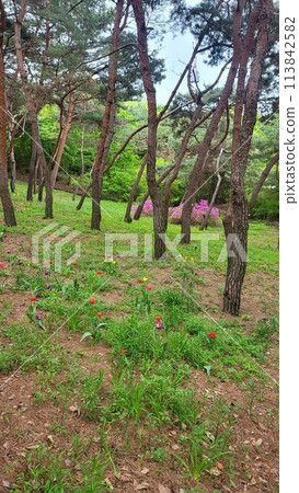 a deep forest tulip a deep forest tulip 113842582