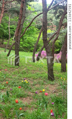 a deep forest tulip a deep forest tulip 113842591