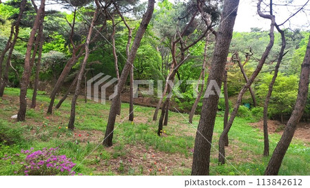 a deep forest tulip 113842612