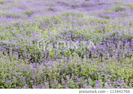 A flower field of Lamium amplexicaule and Shepherd's Purse in full bloom A flower field of Lamium amplexicaule and Shepherd's Purse in full bloom 113842766