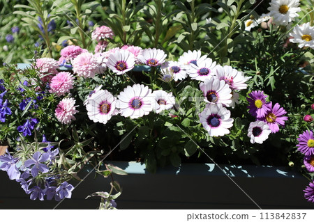 Osteospermum planting Osteospermum planting 113842837