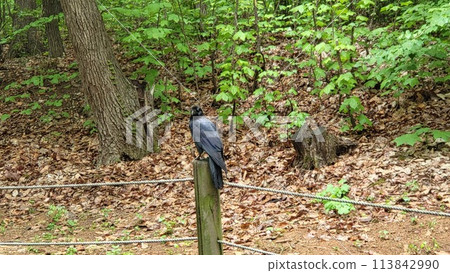 Royal tombs of Korea Royal tombs of Korea 113842990