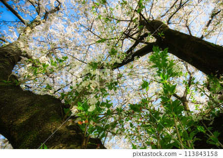 Cherry blossoms in full bloom shining in the blue sky 113843158