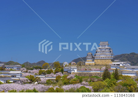 盛開的櫻花和姬路城塔（從Egre姬路眺望） 113843168