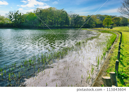 公園大池塘春景,是野鳥的天堂 公園大池塘春景,是野鳥的天堂 113843604