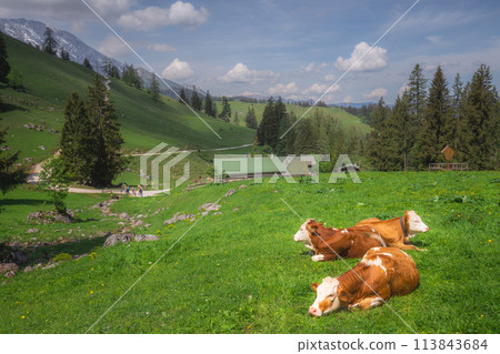 Alpine meadow with cows and rustic houses in Berchtesgaden National Park Alpine meadow with cows and rustic houses in Berchtesgaden National Park 113843684