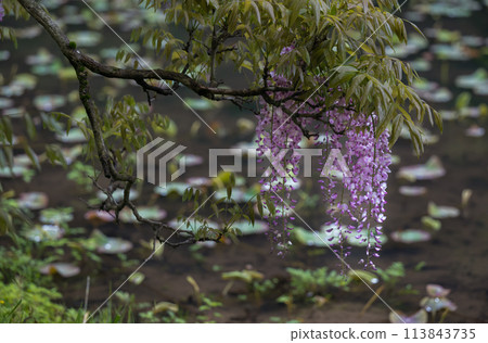 Spectacular view of spring wisteria blooming in the ancient rainforest Spectacular view of spring wisteria blooming in the ancient rainforest 113843735
