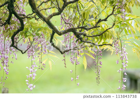 Spectacular view of spring wisteria blooming in the ancient rainforest Spectacular view of spring wisteria blooming in the ancient rainforest 113843738
