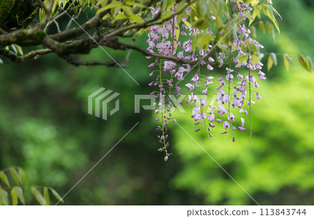 古老雨林中春天紫藤盛開的壯觀景色 113843744