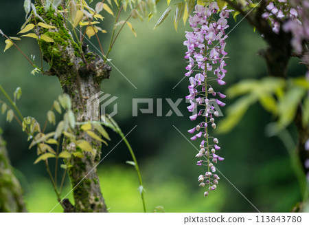 Spectacular view of spring wisteria blooming in the ancient rainforest Spectacular view of spring wisteria blooming in the ancient rainforest 113843780